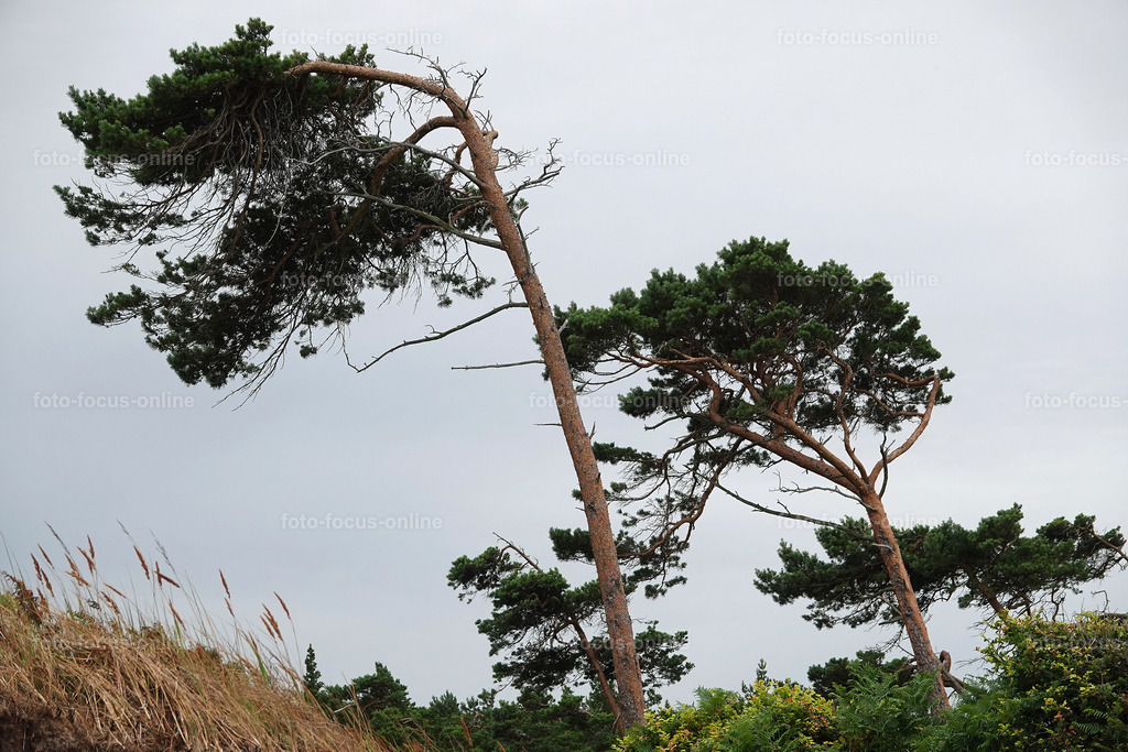 Windswept trees | wind escaper trees in grey weather