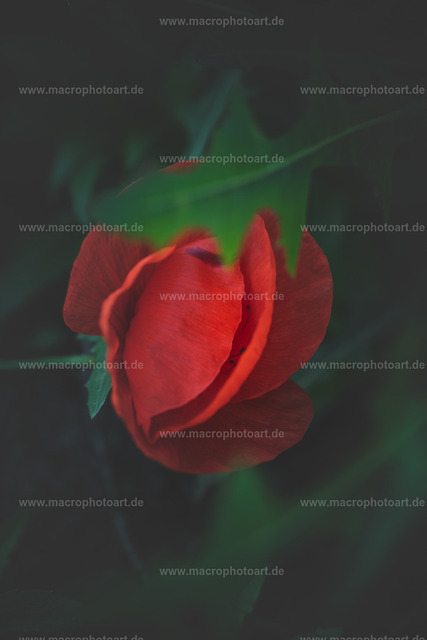 Mohnblüte | Diese Mohnblüte verwehrt den Blich ins Innere - Realisiert mit Pictrs.com