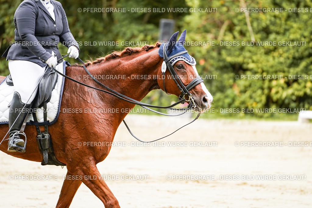 DSC03323 | Pferdegrafie