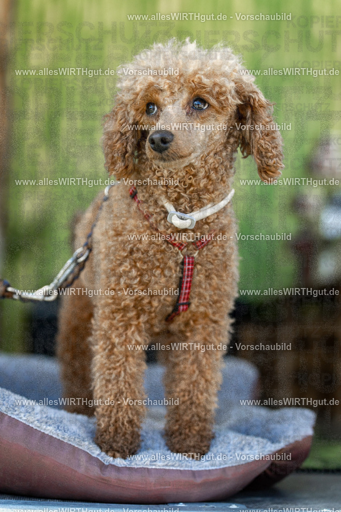 Hundeschwimmen_Volksbad_2026-allesWIRTHgut_Tierfotografie-2609061112-102211-7R509521 | Professionelle Tierfotografie in Mönchengladbach von Daniel Wirth (allesWIRTHgut). Liebevolle & natürliche Bilder von Hunden & Katzen für unvergessliche Erinnerungen.