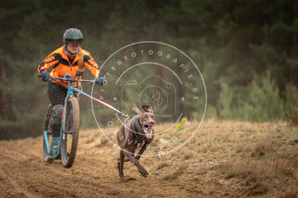 Pfotenfotografie_DV3A4557 | Hundefotografie, Tierfotograf, Pfotenfotografie, Fotoshooting Hund, Hunde Portrait, Hundesport, Hundeportraits, Heideshooting, Hunde, Sportfotograf, Hundefotograf, Turnierhundsport, THS,  - Realisiert mit Pictrs.com