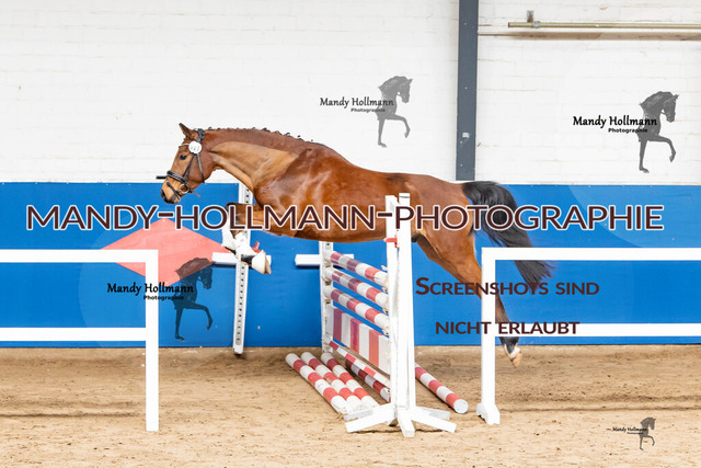 Freispringwettbewerb Saterland 25 (16) | mandyhollmannphotographie