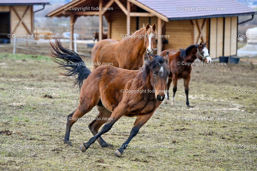 Pferde_ 29.12.2024-13 | 29.12.2024, Rajec, SVK, Themenbild, Pferde, im Bild Pferd, Pferde, Stute, Hengst, Fohlen, Quarter Horse, Ranch, Weide, Hof, Wiese, Stall, Nutztier, Tier