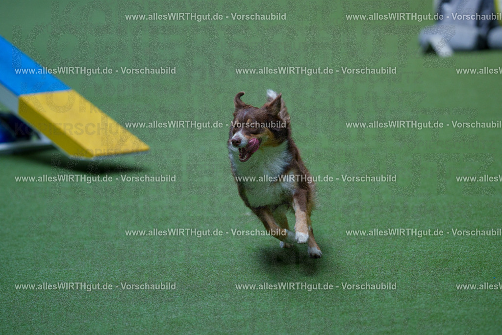 @allesWIRTHgut_Tierfotografie - www.allesWIRTHgut.de - 2604251339-7R503766 | Professionelle Tierfotografie in Mönchengladbach von Daniel Wirth (allesWIRTHgut). Liebevolle & natürliche Bilder von Hunden & Katzen für unvergessliche Erinnerungen.