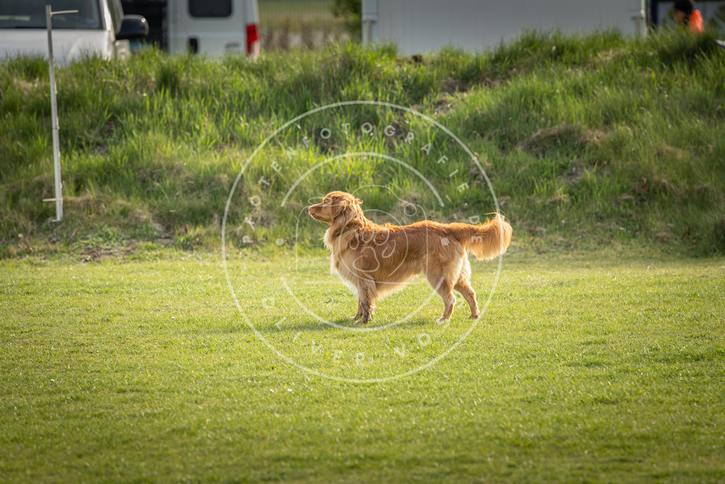 Pfotenfotografie_DV3A4857 | Hundefotografie, Tierfotograf, Pfotenfotografie, Fotoshooting Hund, Hunde Portrait, Hundesport, Hundeportraits, Heideshooting, Hunde, Sportfotograf, Hundefotograf, Turnierhundsport, THS,  - Realisiert mit Pictrs.com