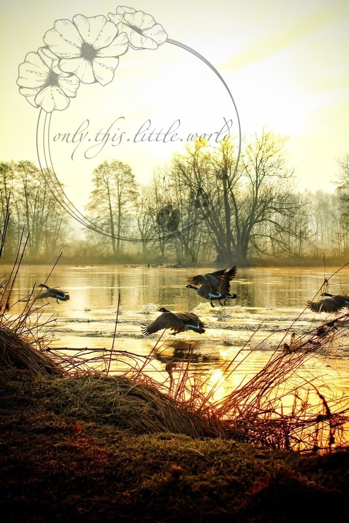 Kanadagänse im Anflug 002 | only.this.little.world - Realisiert mit Pictrs.com