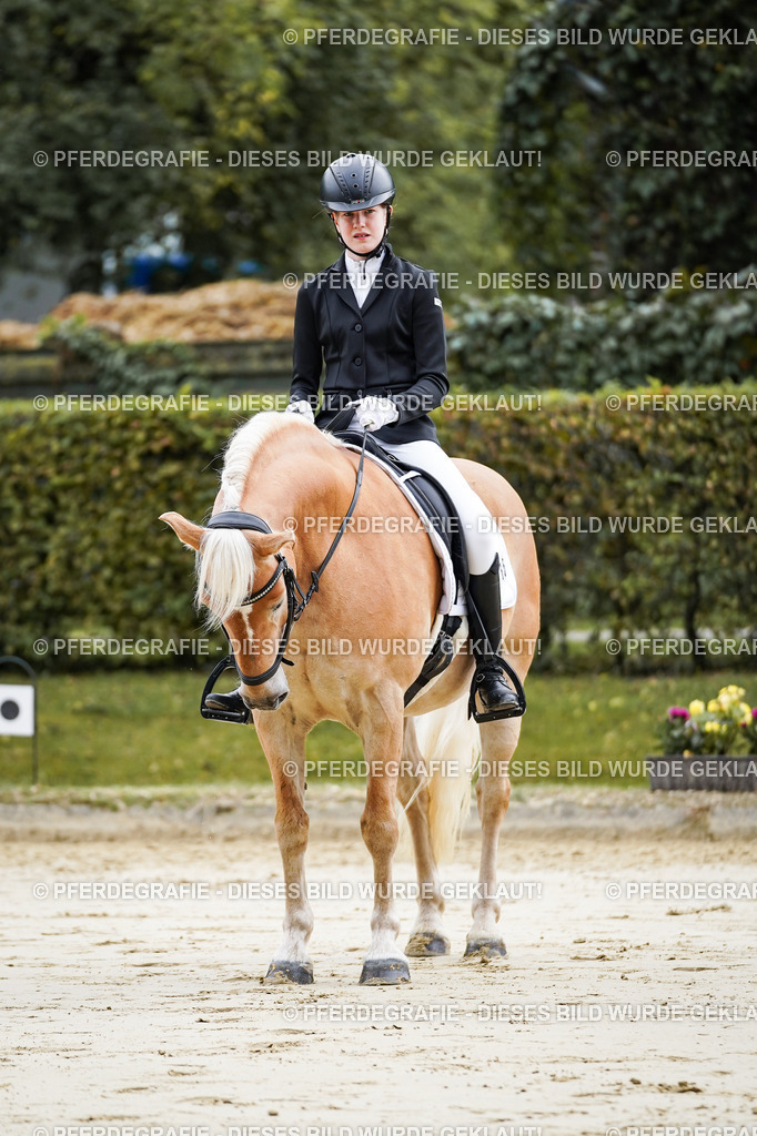 DSC04940 | Pferdegrafie