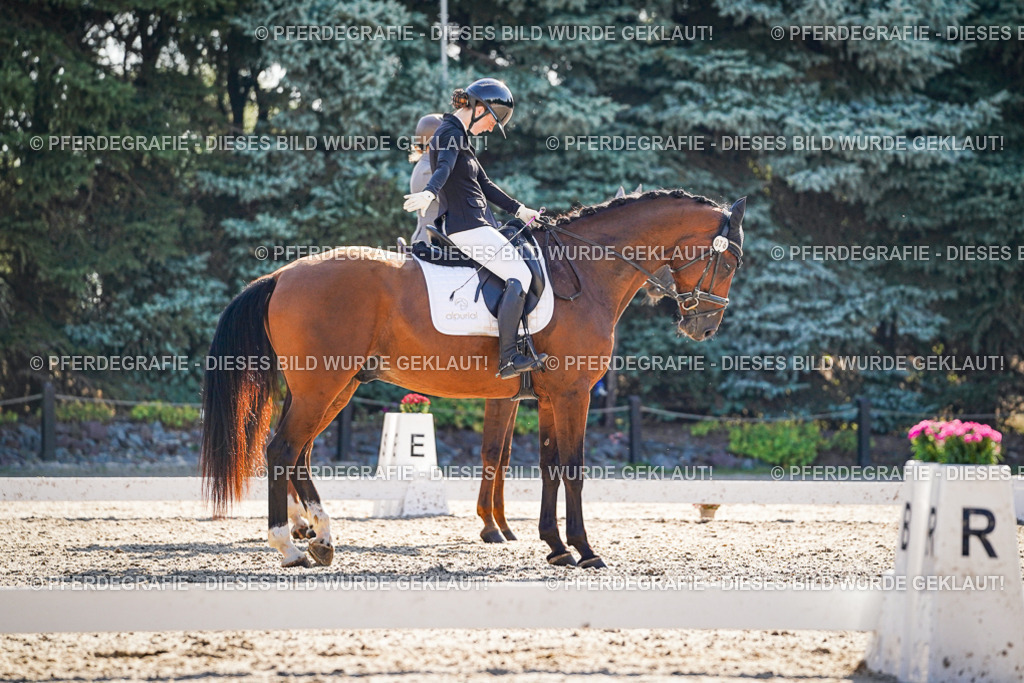 DSC09794 | Pferdegrafie