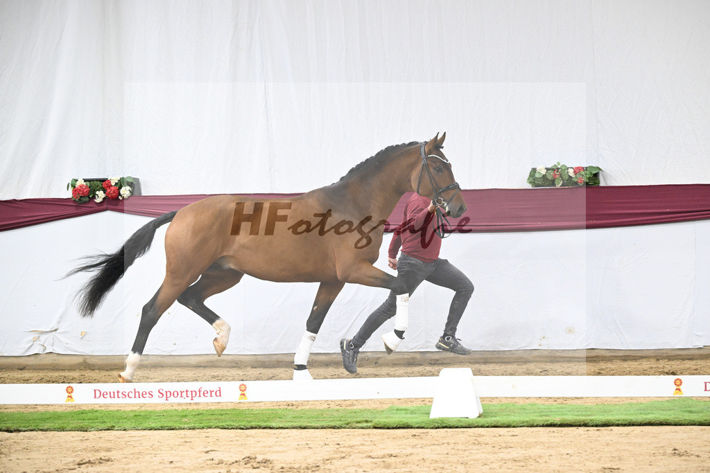 Kat-Nr. 116 Fusionist x Brentano II_Frederik Vekens_47253880 | hf-fotografie - Realisiert mit Pictrs.com