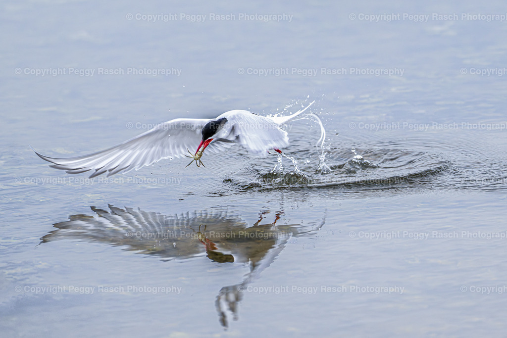 Küstenseeschwalbe | Küstenseeschwalbe - Realisiert mit Pictrs.com