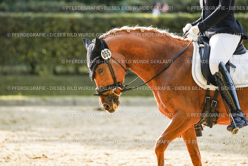 DSC05363 | Pferdegrafie