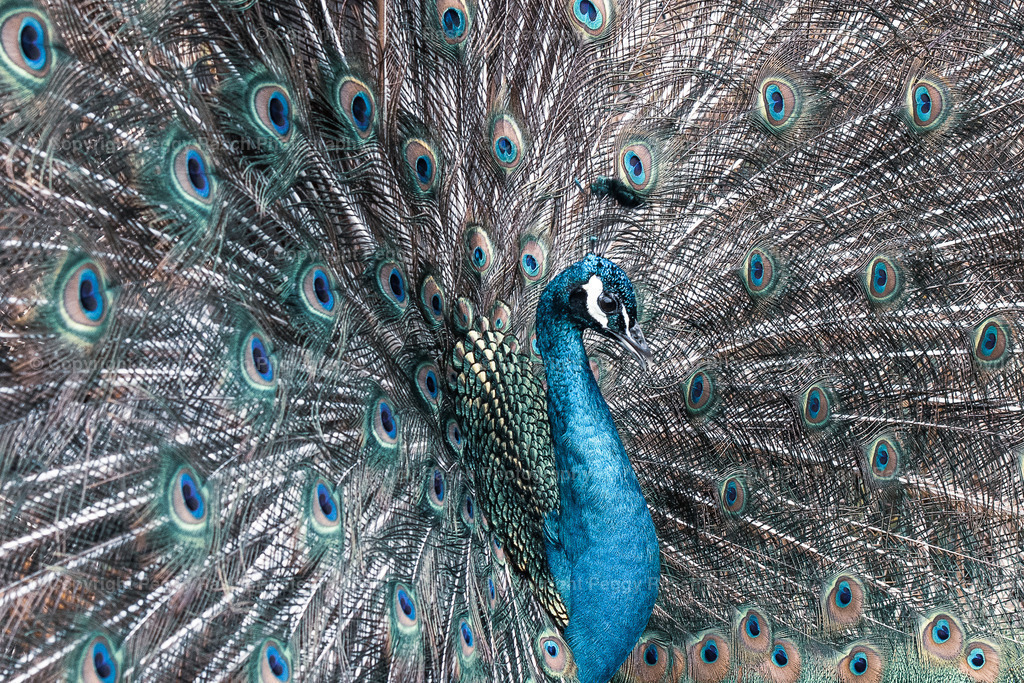 Vogelpark_Niendorf_April_2023 (2) | PeggyRaschPhotography - Realisiert mit Pictrs.com