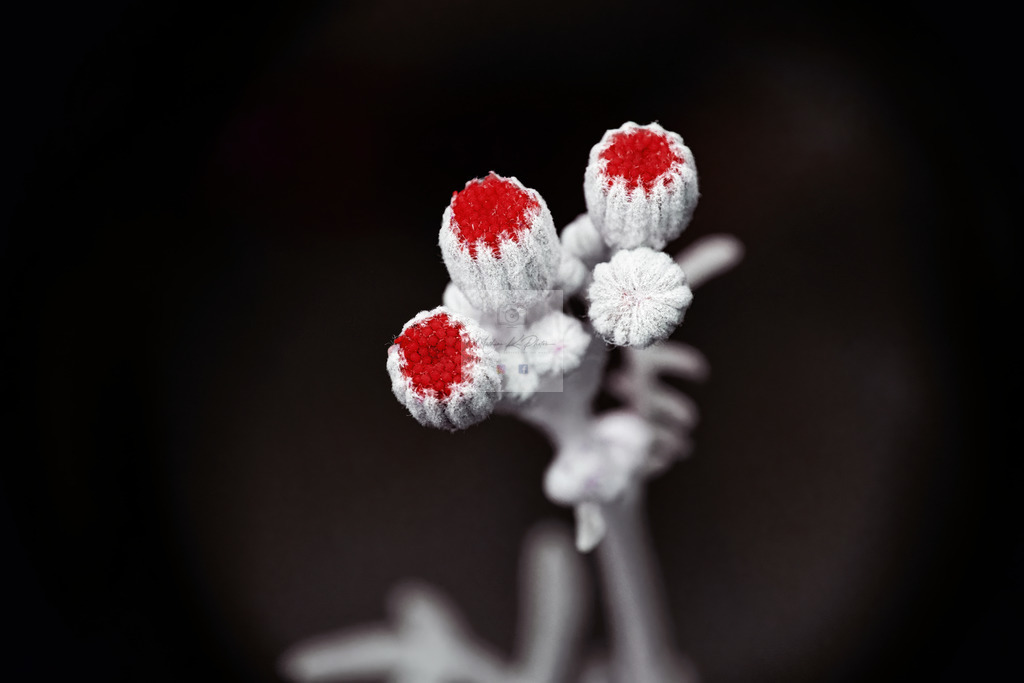 Makro - floral (75) | Buche Fotoshootings und entdecke hochwertige Fotoprodukte bei Mathias Ku Photos. Personalisiert, kreativ & mit Liebe zum Detail. Jetzt informieren! - Realisiert mit Pictrs.com