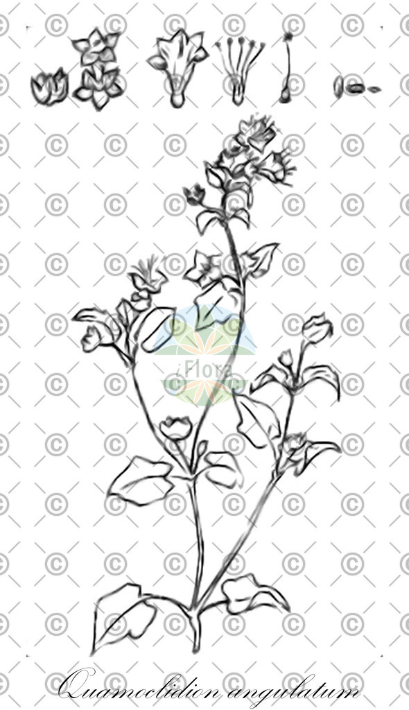 HistAbb_wfo-0000733342_1_ENZY_Simple | Historische Abbildung von Quamoclidion angulatum - | Historical Illustration of Quamoclidion angulatum - 