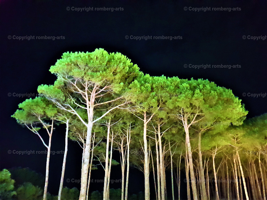 Sardegna Pines | Pinien, Pinienwald, Pinien auf Sardinien, Pinienwald auf Sardinien