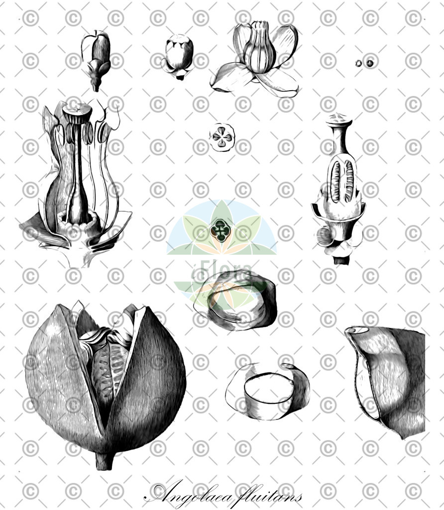HistAbb_wfo-0000536542_395_ENZY_Simple | Historische Abbildung von Angolaea fluitans - Podostemaceae | Historical Illustration of Angolaea fluitans - Podostemaceae