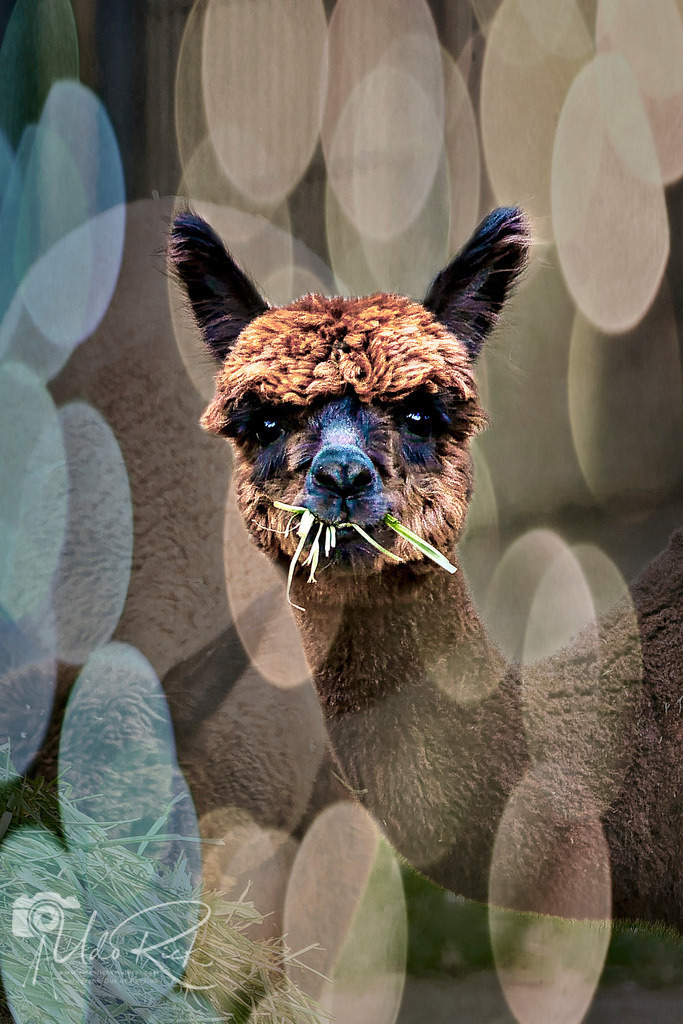alpaka2 | Entdecken Sie Fotografie aus Leidenschaft: Auftragsfotografie, HD-Fotos, Geschenkartikel aus Ihren Bildern und vieles mehr. Beauftragen Sie uns für besondere Momente!