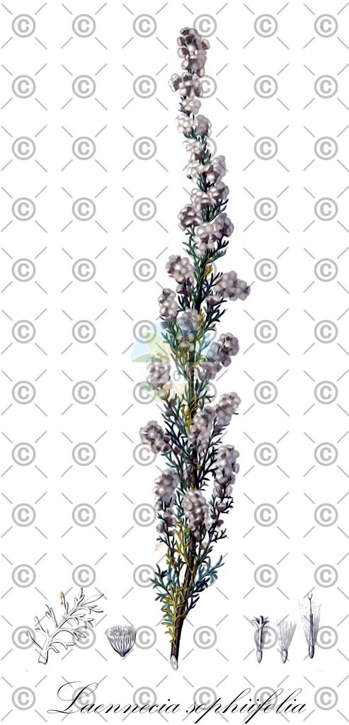 HistAbb_wfo-0001062958_1_ENZY_Simple | Historische Abbildung von Laennecia sophiifolia - Asteraceae | Historical Illustration of Laennecia sophiifolia - Asteraceae