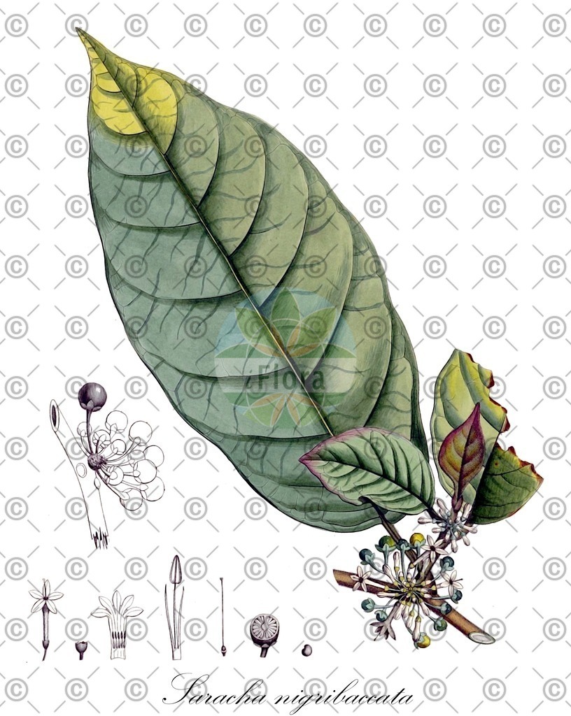 HistAbb_wfo-0000739945_1_ENZY_Simple | Historische Abbildung von Saracha nigribaccata - Solanaceae | Historical Illustration of Saracha nigribaccata - Solanaceae
