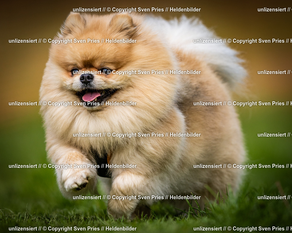 Sven Pries | 2025-04-13 - Hunderennen Baden-Baden - Realisiert mit Pictrs.com