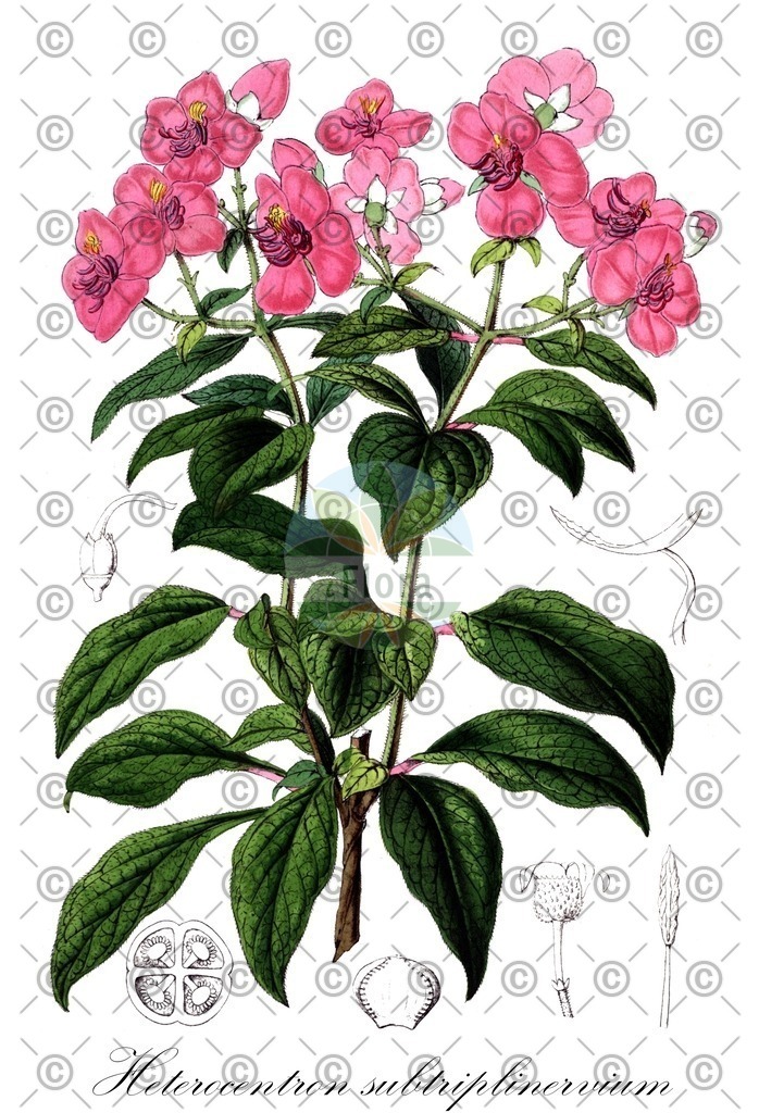 HistAbb_wfo-1000020219_1_ENZY_Simple | Historische Abbildung von Heterocentron subtriplinervium - Melastomataceae | Historical Illustration of Heterocentron subtriplinervium - Melastomataceae