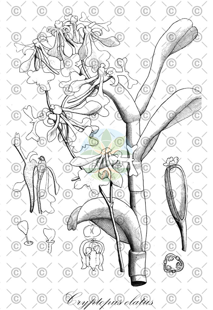 HistAbb_wfo-0000933355_2_ENZY_Simple | Historische Abbildung von Cryptopus elatus - Orchidaceae | Historical Illustration of Cryptopus elatus - Orchidaceae