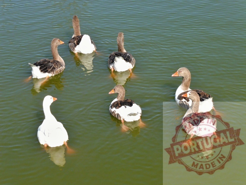 Group of geese swimming on green pond water | Group of domestic geese swimming and floating on calm green pond water - Realized with Pictrs.com