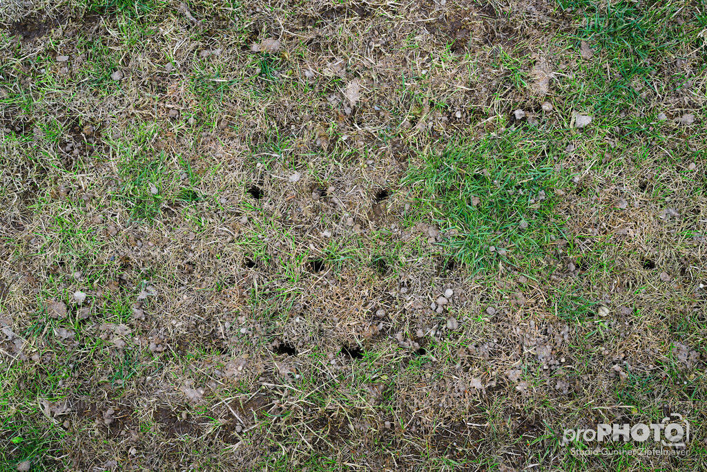 202507_Rernböck-Rasen_NZ9_1069 | proPHOTO - Realisiert mit Pictrs.com