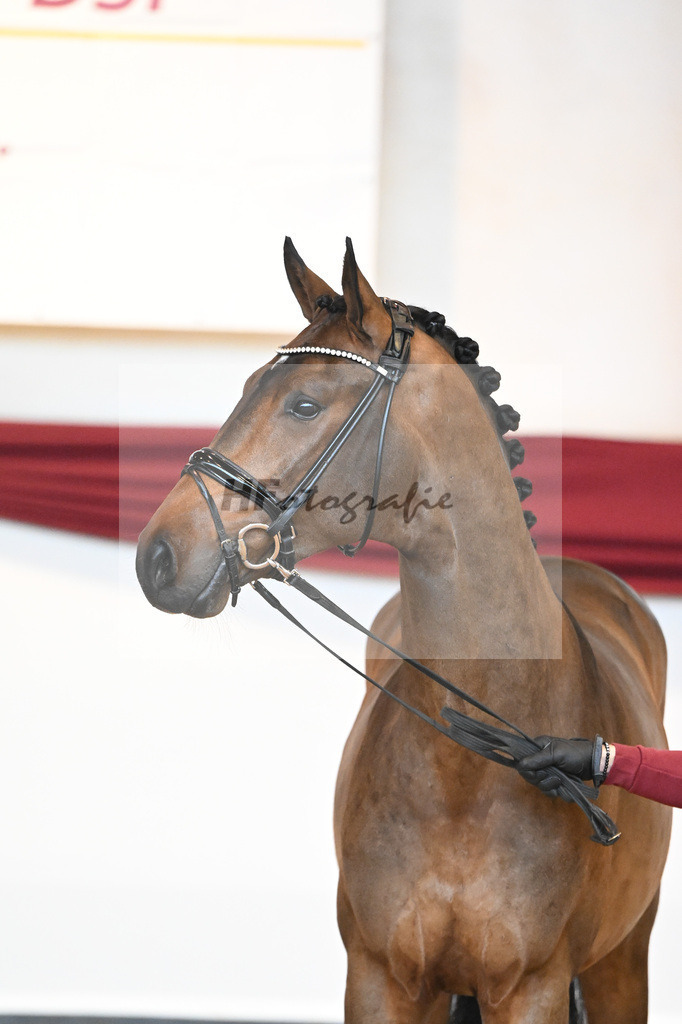 Kat-Nr. 39 v. Jovian_Dahlhoff_66220995 | hf-fotografie - Realisiert mit Pictrs.com