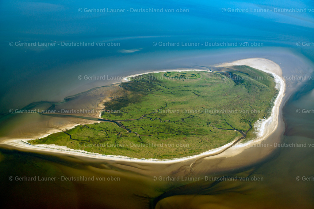 3801423 | Vogelinsel Mellum, Nationalpark Niedersächsisches Wattenmeer