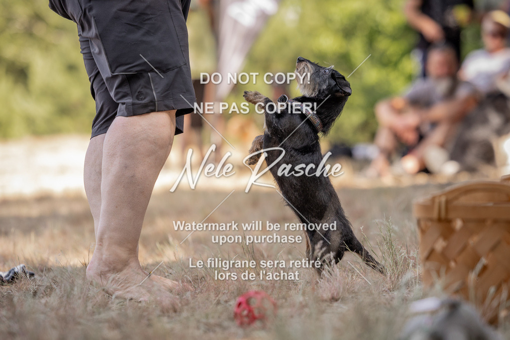 nelerasche_soDD2_11 | nelerasche