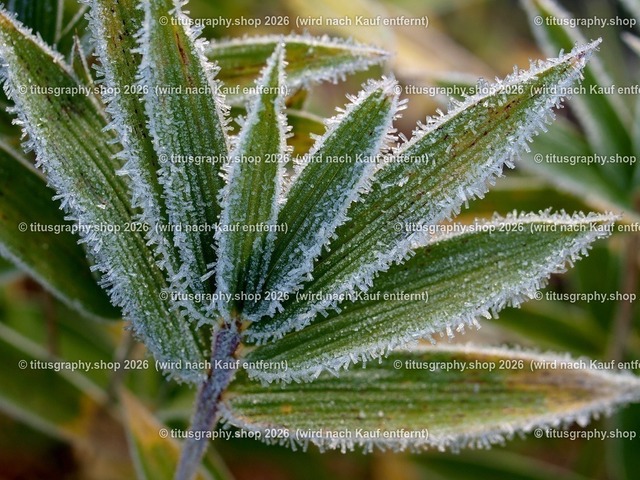Frostkristalle | Pflanzenblätter mit Eiskristallen - Realisiert mit Pictrs.com