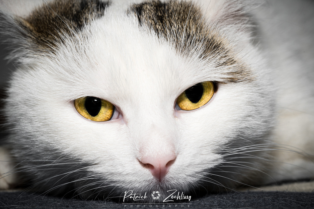Cats-Zöchling (21) | Patrick Zöchling - Realisiert mit Pictrs.com
