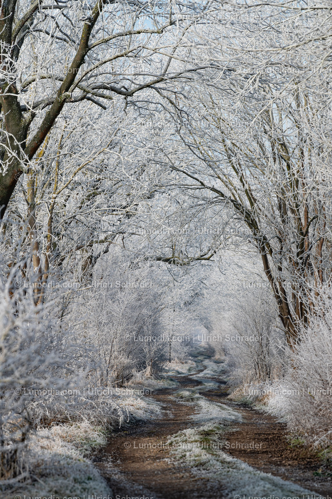10049-13449 - Winterzauber im Großen Bruch | Stockfoto und Bilderpool mit Bildmaterial aus Deutschland, dem Harz, Halberstadt, Quedlinburg, Wernigerode und weltweit. Qualitativ hochwertige und professionelle Fotos anschauen und kaufen. - Realisiert mit Pictrs.com