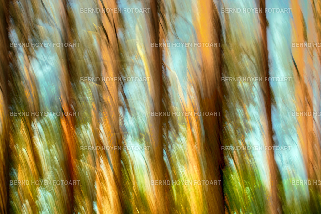 wild dancer | Fotografie einiger Bäume im Darßer Wald auf der Insel Fischland-Darss-Zingst/Mecklenburg-Vorpommern, Deutschland.Die Aufnahme entstand durch Langzeitbelichtung und Mitziehen der Kamera (ICM / Wischtechnik). Durch nachträgliche Bildbearbeitung wurde ein märchenhafter Effekt erzielt. | Photographs of some trees in the Darß Forest on the island of Fischland-Darß-Zingst, Mecklenburg-Western Pomerania, Germany.The image was created using a long exposure and panning the camera (ICM / panning technique). A fairy-tale effect was achieved through subsequent image editing. - Realisiert mit Pictrs.com