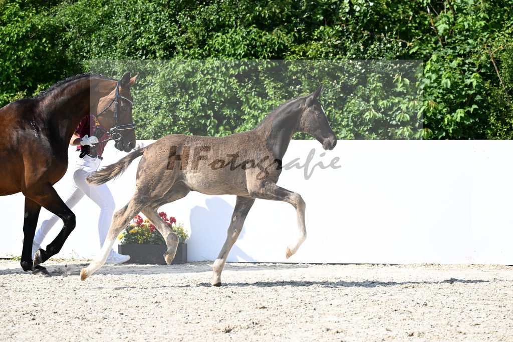 Escamillo x San Amour I_HF_160325_ZG Fink-Deichner Gantner_13251769 | hf-fotografie - Realizzato con Pictrs.com
