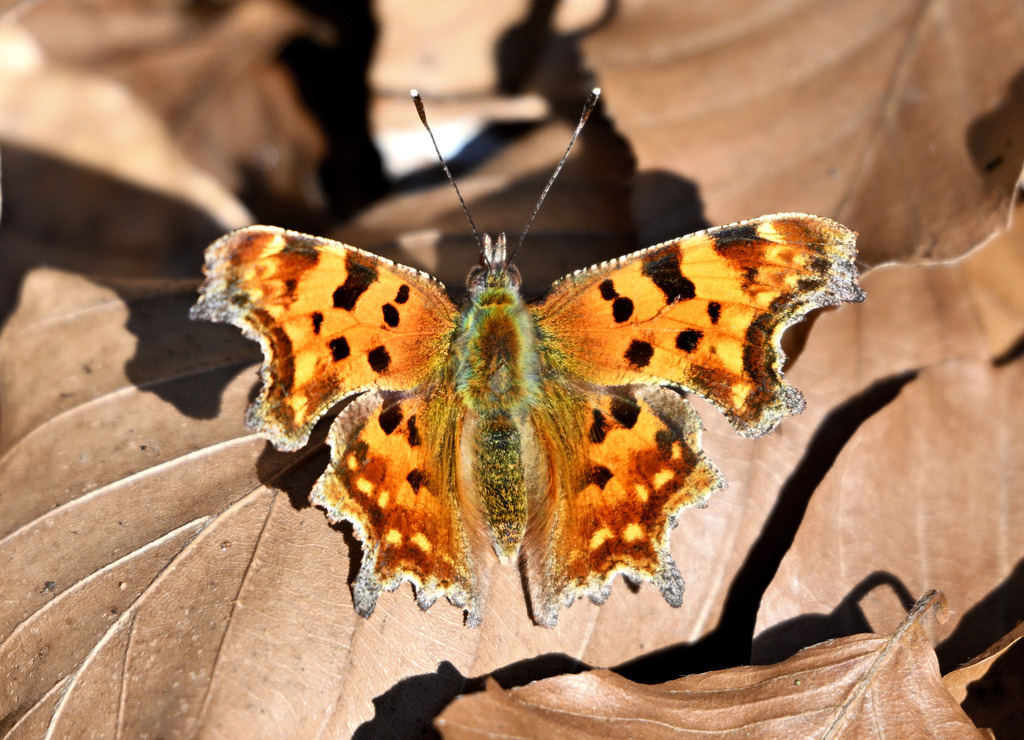 Großer Fuchs | lucisnaturbilder - Realisiert mit Pictrs.com