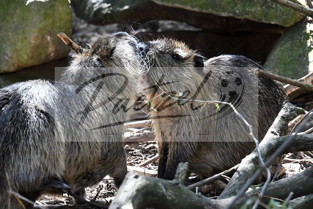 WILSAE20200601_0076 | Editorial:   im Wildfreigehege Noettler Berg am 01.06.2020 in Saerbeck, Deutschland. - Realisiert mit Pictrs.com