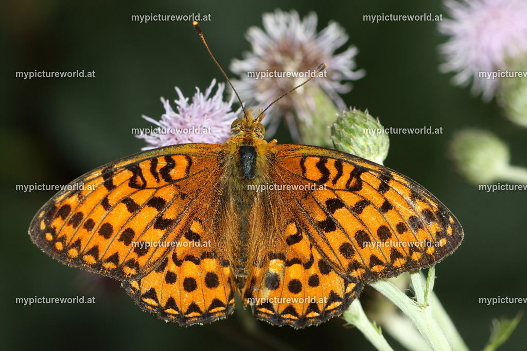 Speyeria aglaja-010 | Das Bilderarchiv über Tiere, Planzen und Landschaften. In der Bilddatenbank finden Sie ein große Auswahl an hochwertigen Bilder für Ihre Werbung - Realized with Pictrs.com