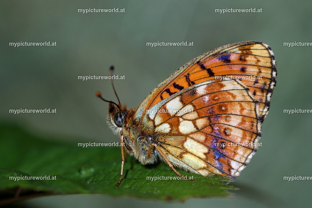 Brenthis ino-017 | Das Bilderarchiv über Tiere, Planzen und Landschaften. In der Bilddatenbank finden Sie ein große Auswahl an hochwertigen Bilder für Ihre Werbung - Realized with Pictrs.com