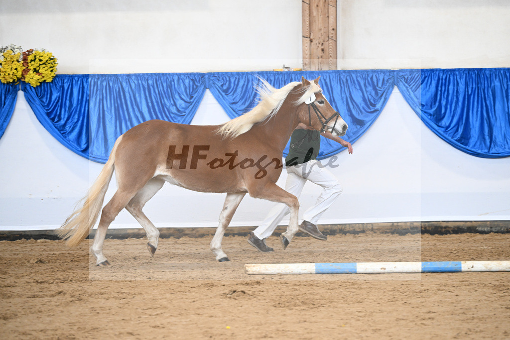Bl. Band Kat-Nr. 7 Aruna vom Eulental v. Sternzauber_Schoenung_48251345 | hf-fotografie - Realisiert mit Pictrs.com