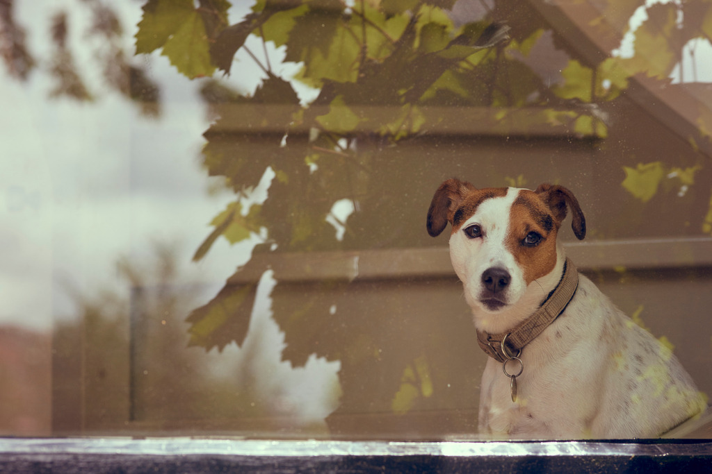 Hund hinter Fenster | Amsterdam, Niederlande - July 14, 2014: Hund hinter einem Fenster in einem holländischen Haus. - Realisiert mit Pictrs.com