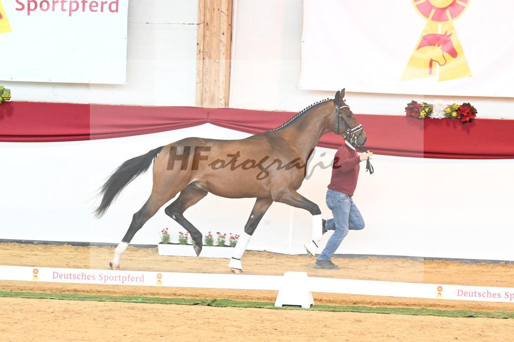 Kat-Nr. 56 Va Pensiero x Desperados_Gestuet Greim_43230792 | hf-fotografie - Realisiert mit Pictrs.com