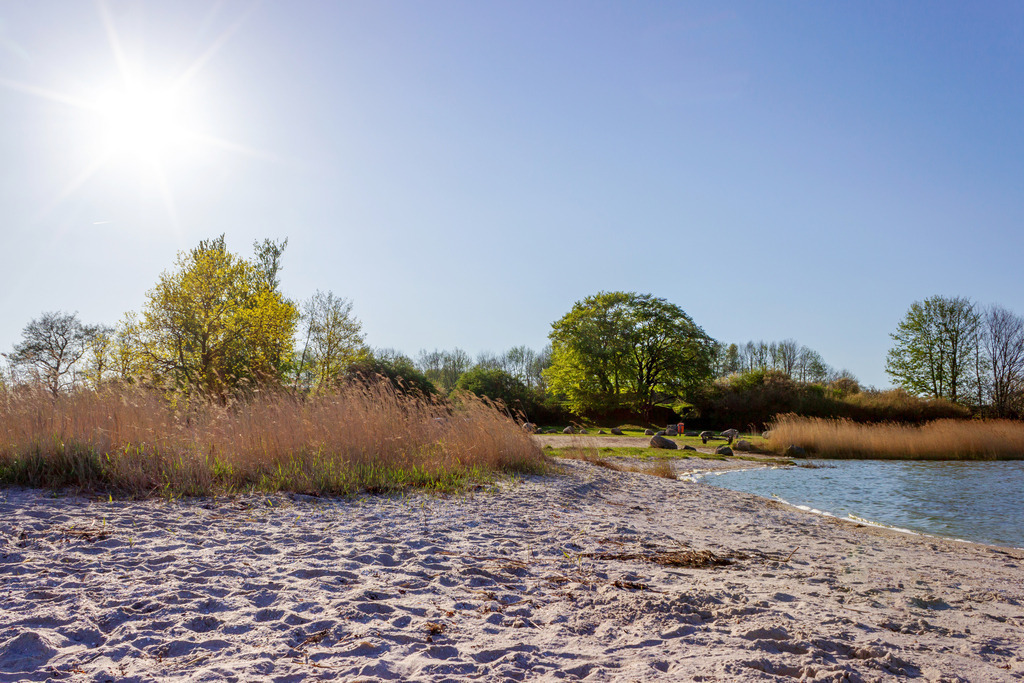 Wandbild: Schleistrand Schneiderhaken im Frühling | Dieses Wandbild im Querformat zeigt den Schleistrand in Schneiderhaken im Frühling. Im Vordergrund ist der Strand zu sehen. Dahinter befindet sich Schilf und frühlingshafte Bäume. Die Sonne am blauen Himmel zeigt ihre schönen Sonnenstrahlen. - Realisiert mit Pictrs.com