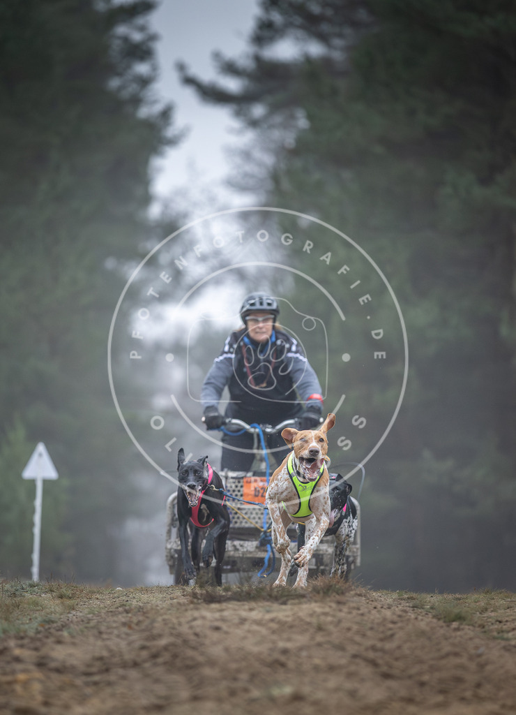 Pfotenfotografie_DV3A0435 | Hundefotografie, Tierfotograf, Pfotenfotografie, Fotoshooting Hund, Hunde Portrait, Hundesport, Hundeportraits, Heideshooting, Hunde, Sportfotograf, Hundefotograf, Turnierhundsport, THS,  - Realisiert mit Pictrs.com