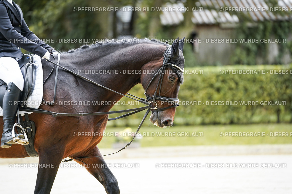 DSC04224 | Pferdegrafie