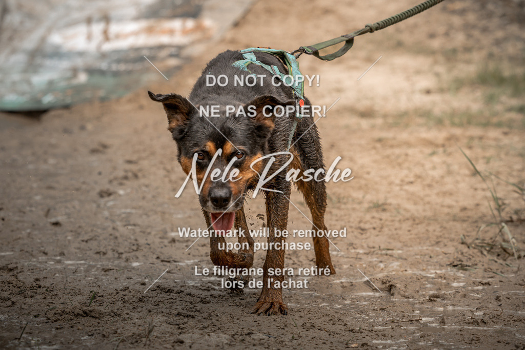 nelerasche_sa1300-1345_562 | nelerasche