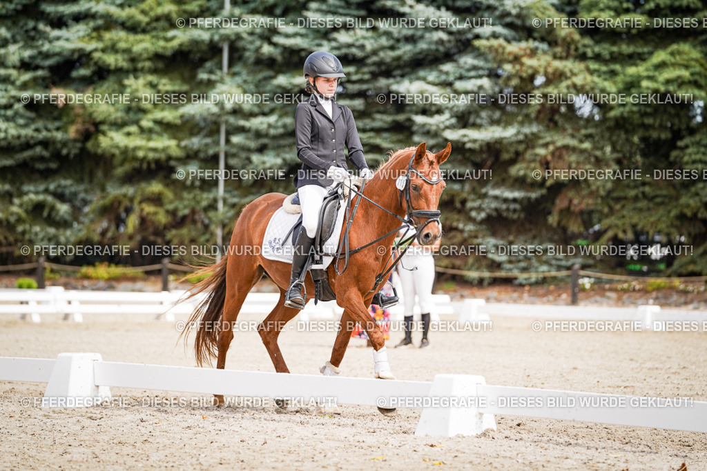 DSC02550 | Pferdegrafie