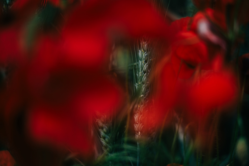 Mohn | Simone Sonderegger Photography