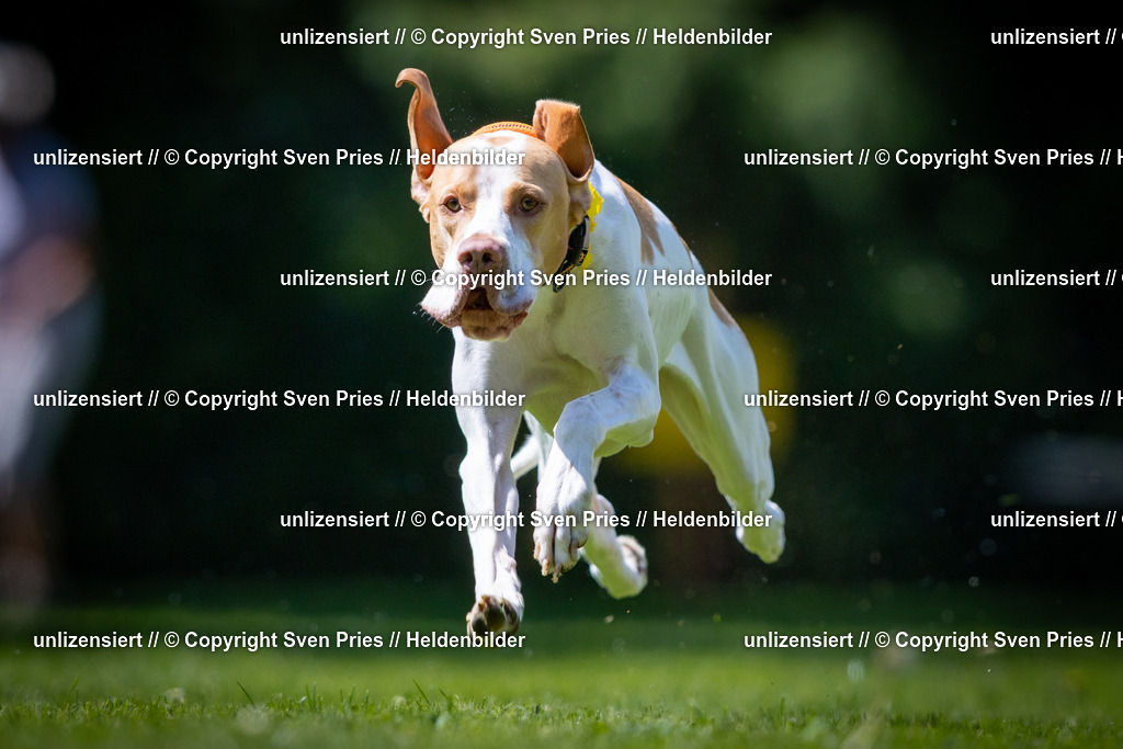 Sven Pries | 2025-08-10 - Hunderennen Durlach - Realisiert mit Pictrs.com